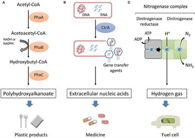 Marine Purple Photosynthetic Bacteria as Sustainable Microbial Production Hosts